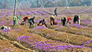 قیمت زعفران خراسان جنوبی ارگانیک برای صادرات