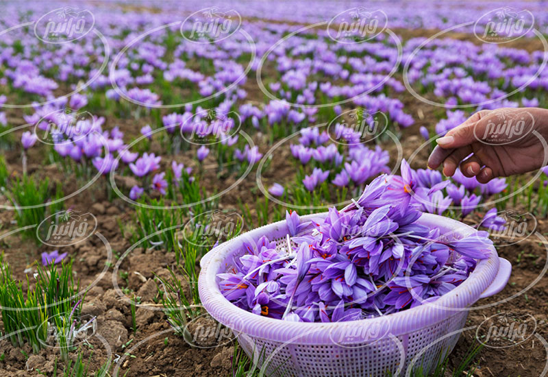 میزان سود حاصل از فروش زعفران در دبی