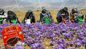 اطلاع از جدیدترین قیمت پودر زعفران نوین