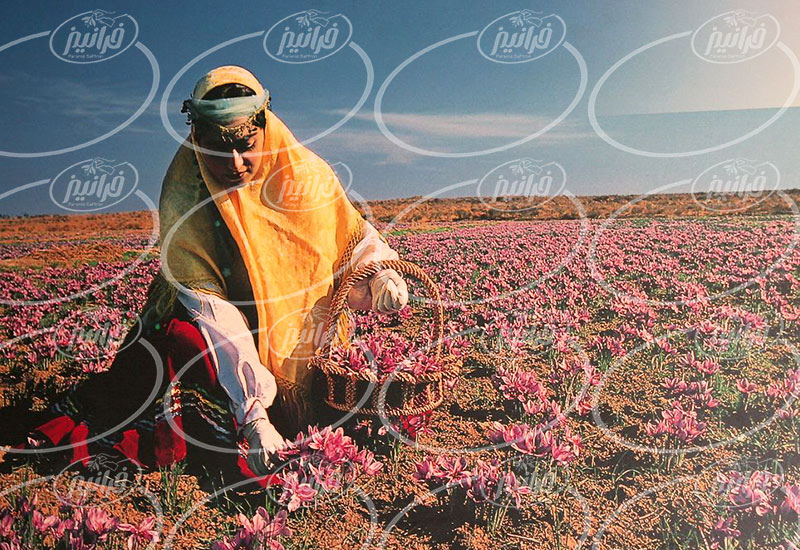درآمد ماهانه عرضه پودر زعفران در کرج