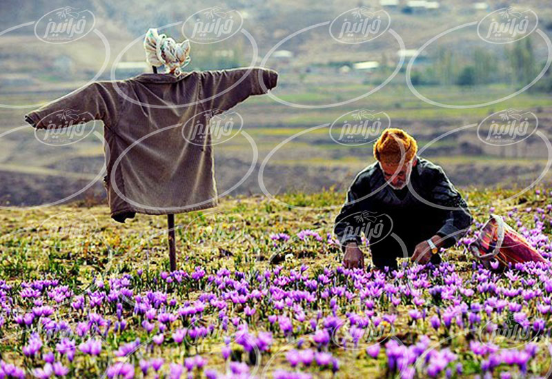 فروش زعفران در وان ترکیه با قیمت های استثنایی