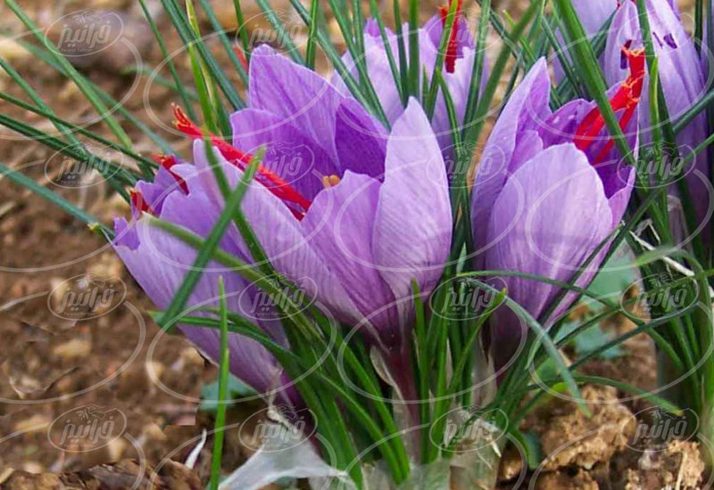 سایت ارائه دهنده قطره گیاهی زعفران